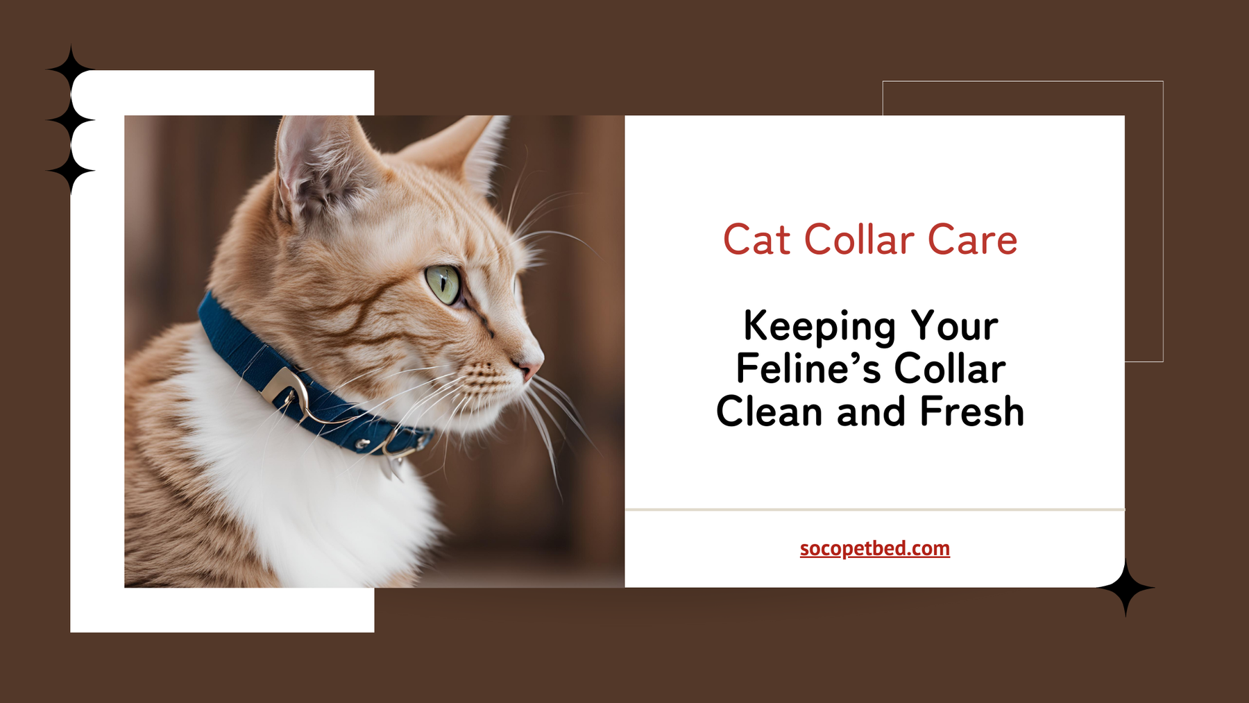 Cat Collar Care: Keeping Your Feline’s Collar Clean and Fresh