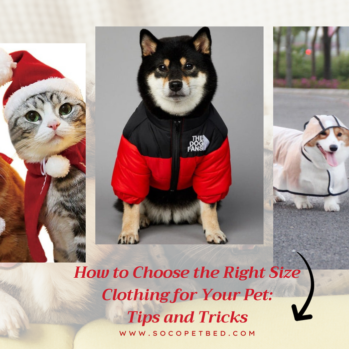 How to Choose the Right Size Clothing for Your Pet: Tips and Tricks