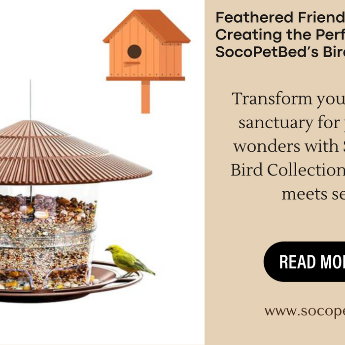 Feathered Friends’ Paradise: Creating the Perfect Habitat with SocoPetBed’s Bird Collection