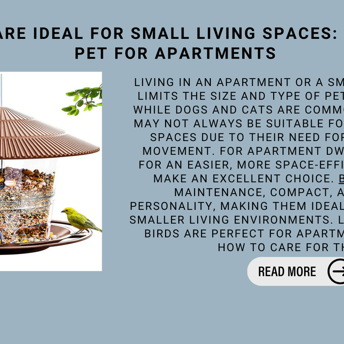 Why Birds Are Ideal For Small Living Spaces: The Perfect Pet For Apartments