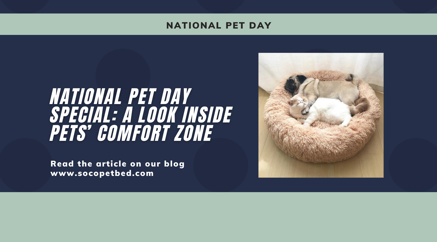 National Pet Day Special: A Look Inside Pets’ Comfort Zone