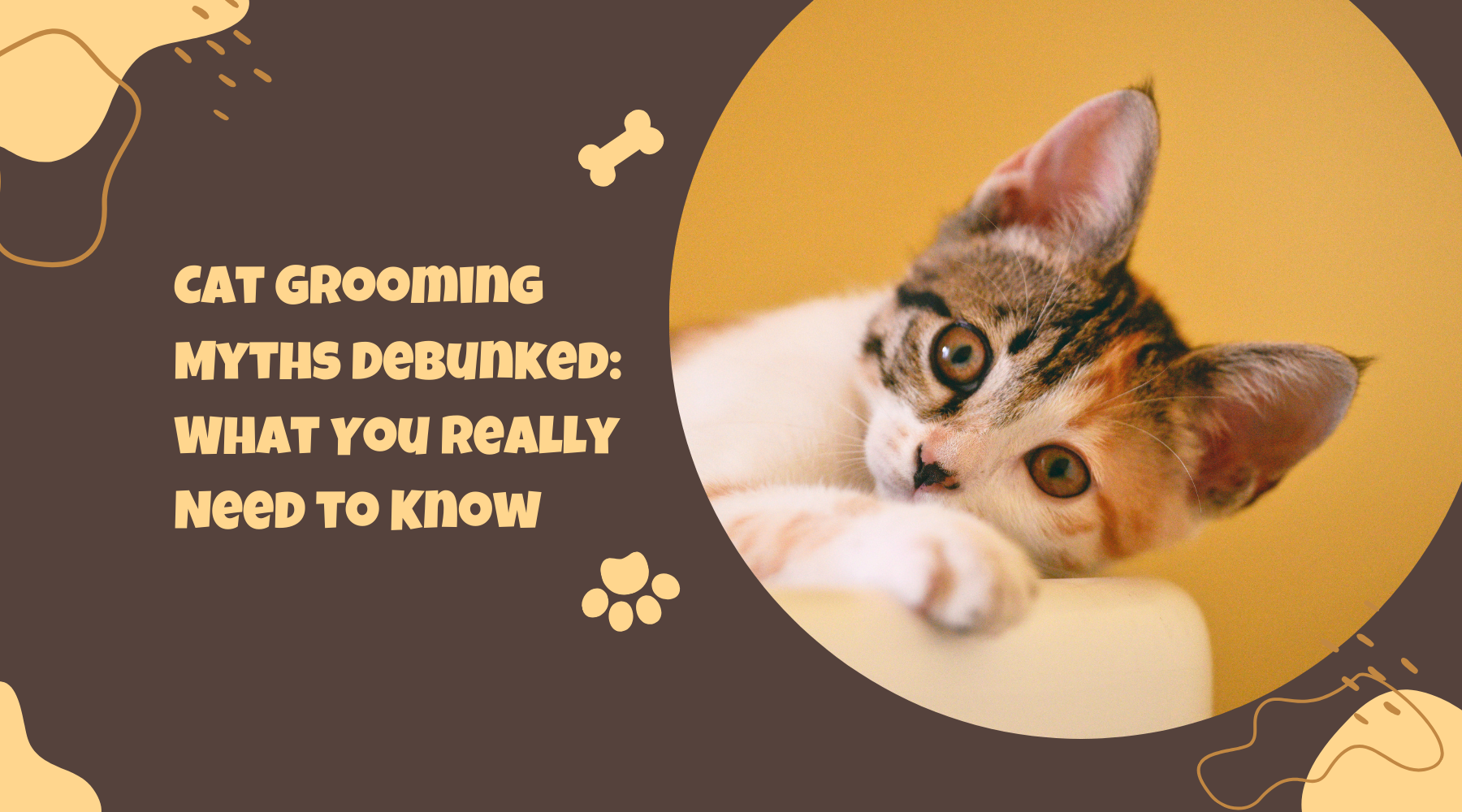 Cat Grooming Myths Debunked: What You Really Need to Know