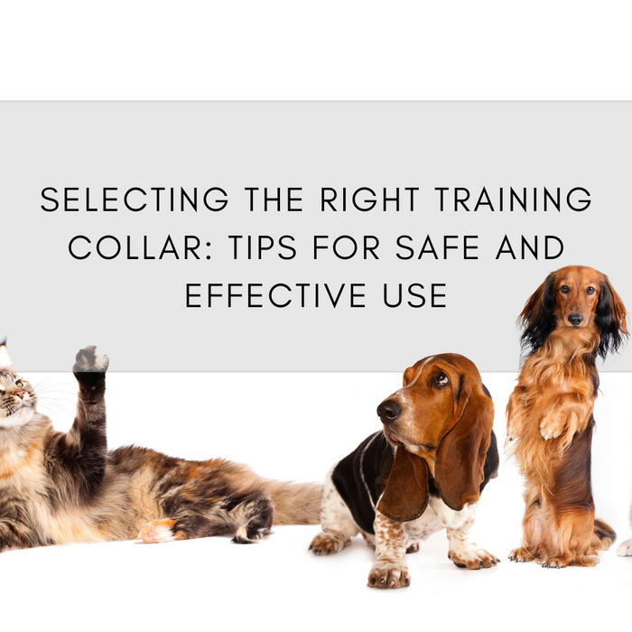 Selecting the Right Training Collar: Tips for Safe and Effective Use