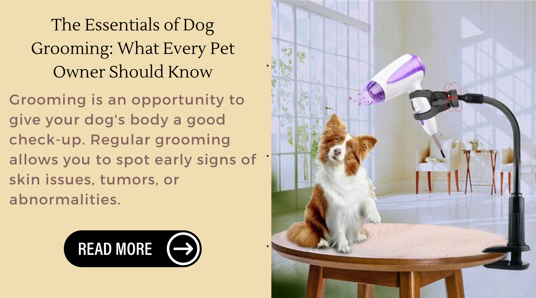 The Essentials of Dog Grooming: What Every Pet Owner Should Know