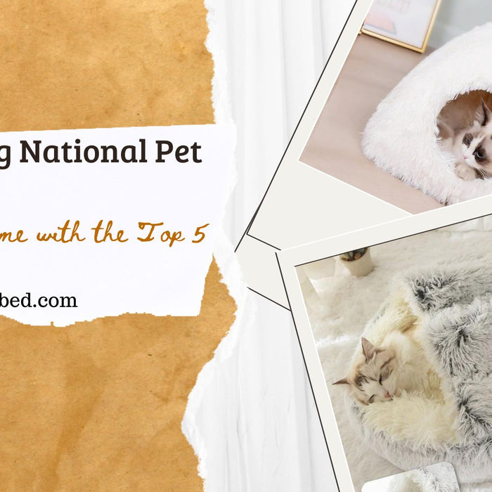 Celebrating National Pet Day: Comfort at Home with the Top 5 Pet Beds