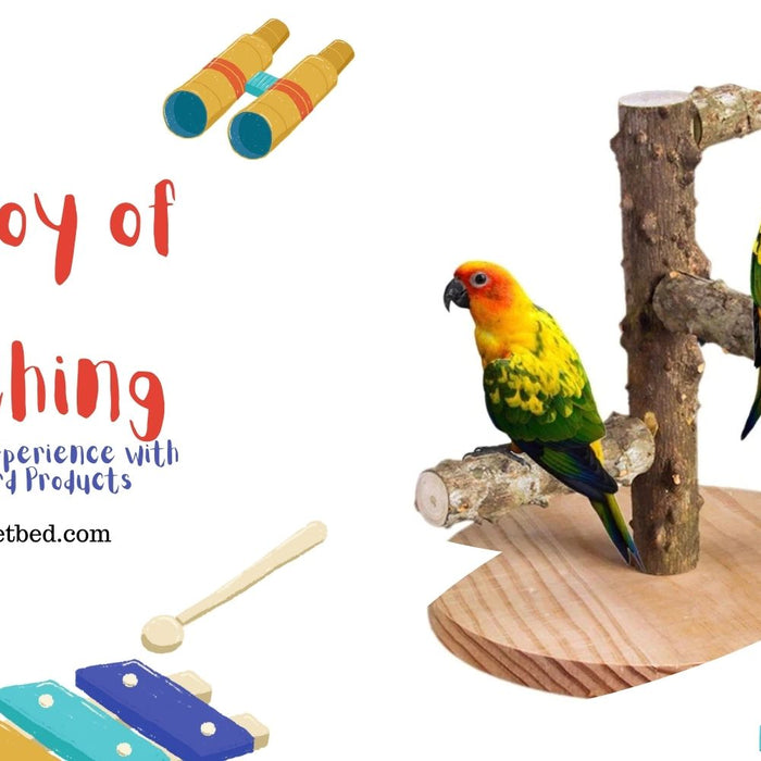 The Joy of Bird Watching: Enhance Your Experience with SocoPetBed’s Bird Products