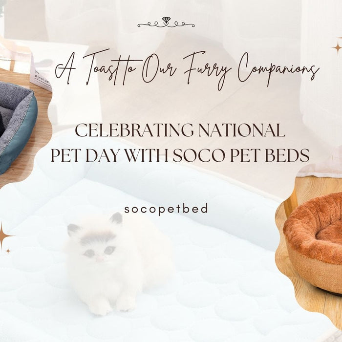 A Toast to Our Furry Companions: Celebrating National Pet Day with SoCo Pet Beds