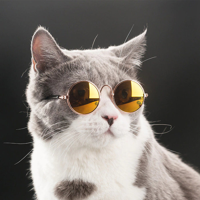 Set Of 4 Fashion Glasses For Small Cat