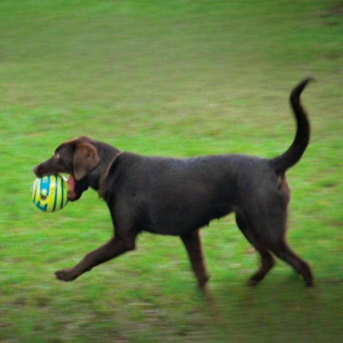 Giggle Ball, Interactive Dog Toy