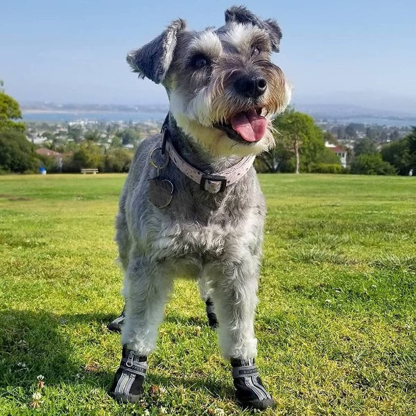 Shoes For Small Dogs Boots