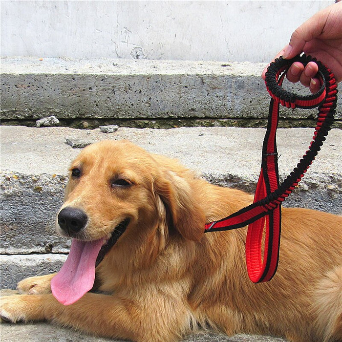 Bungee Dog Harness Leash