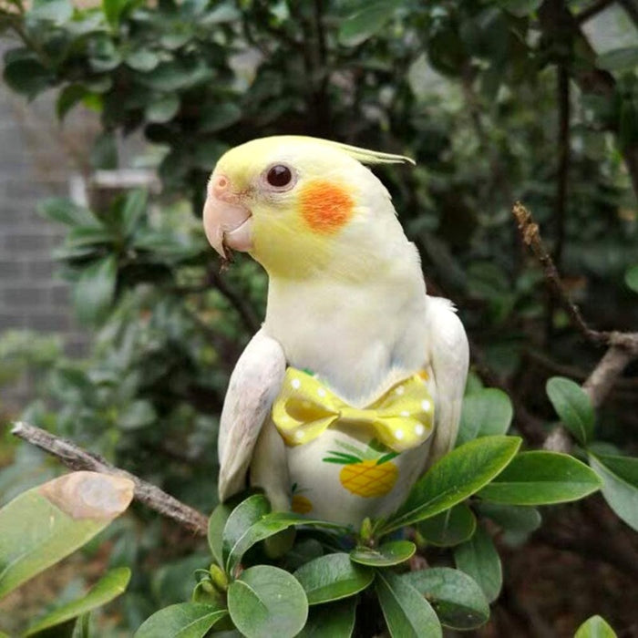 Pet Bird Diaper Flight Suit