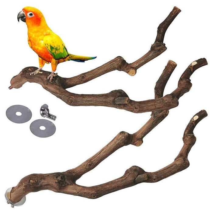 Pet Parrot Bird Standing Wood Stick