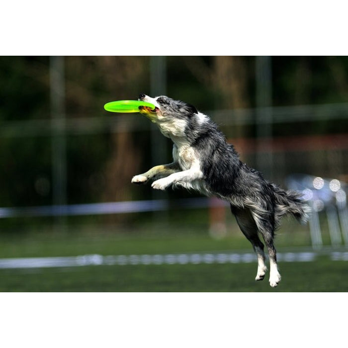 Plastic Pets Dog Flying Disc